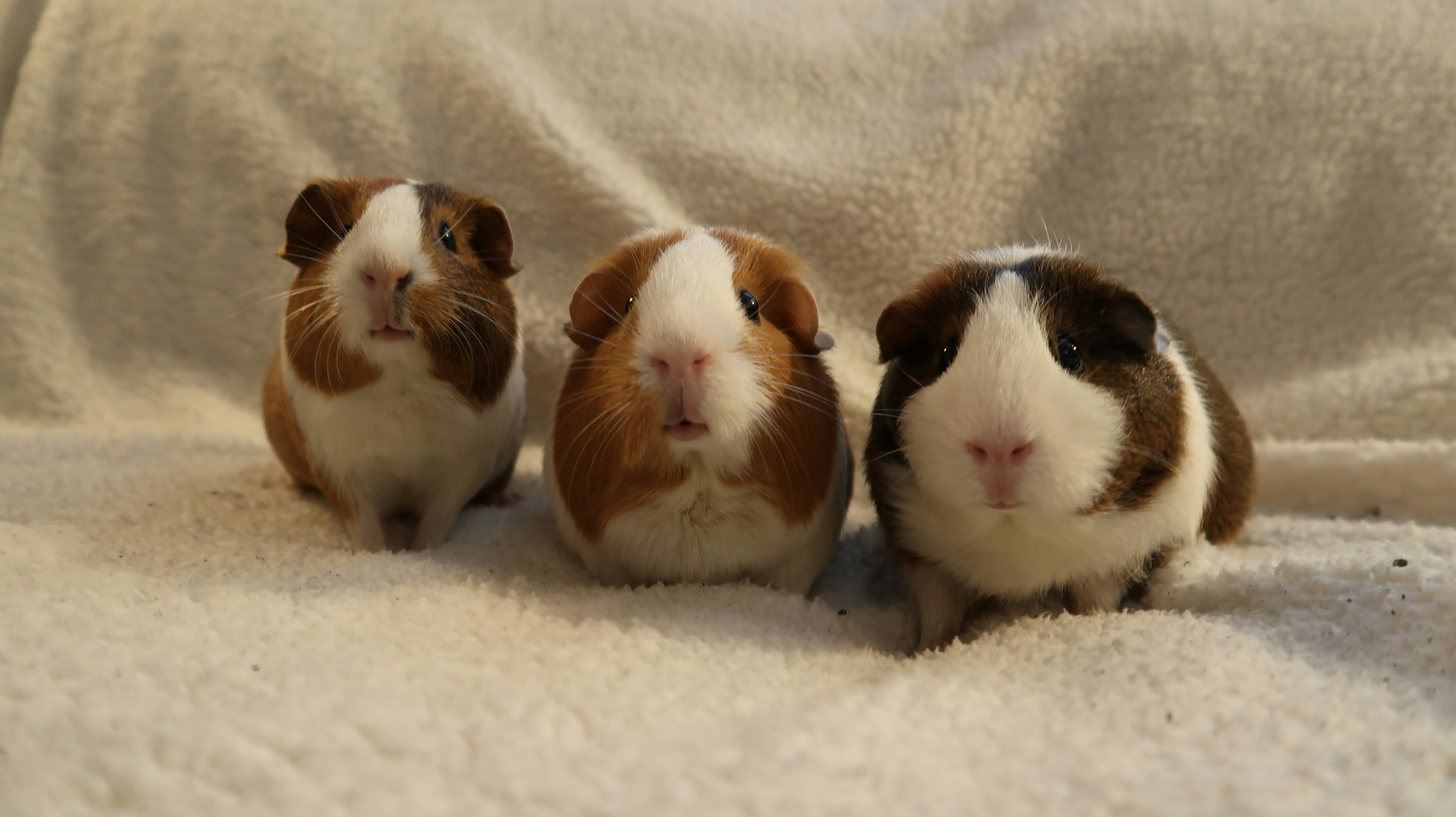 AdGuard DNS v2.15.1: Eigene Domains jetzt auch für kleinere Unternehmen