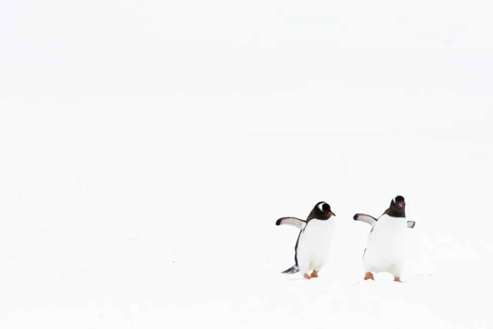 AdGuard v1.0 pour Linux : une protection fiable dans votre ligne de commande