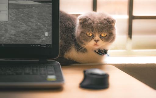 AdGuard para Windows v7.22: mejoras en los userscripts