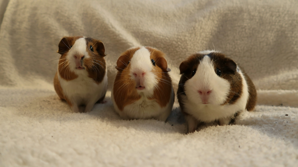 AdGuard DNS v2.15.1: domaines personnalisés pour les sociétés petites et moyennes