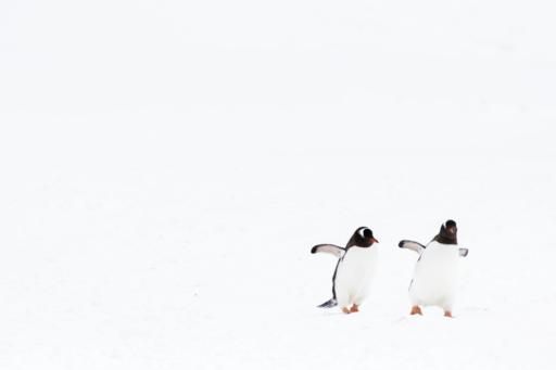 AdGuard v1.0 für Linux: der Schutz, dem Sie vertrauen, jetzt im Terminal
