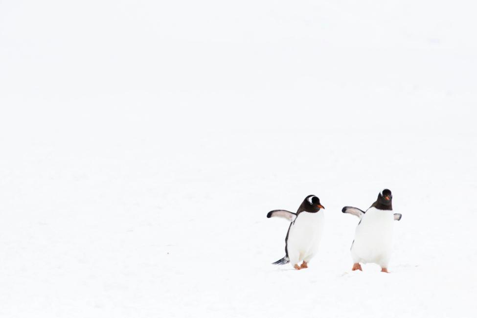 AdGuard v1.0 für Linux: der Schutz, dem Sie vertrauen, jetzt im Terminal
